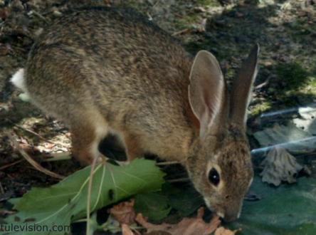 A relaxing way for a wild cottontail rabbit to end the day