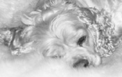 Headshot of Platinum Blonde on Bearskin Rug