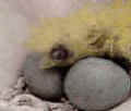Click to enter the Tule Gallery