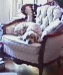 Click here to see Rory's Perfect Christmas Tree