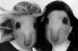 Can two innocent farm girls survive the harsh glow of internet kieg lights?